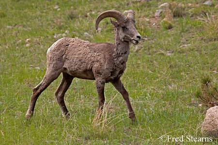 Mount Evans Big Horn Sheep Ewe
